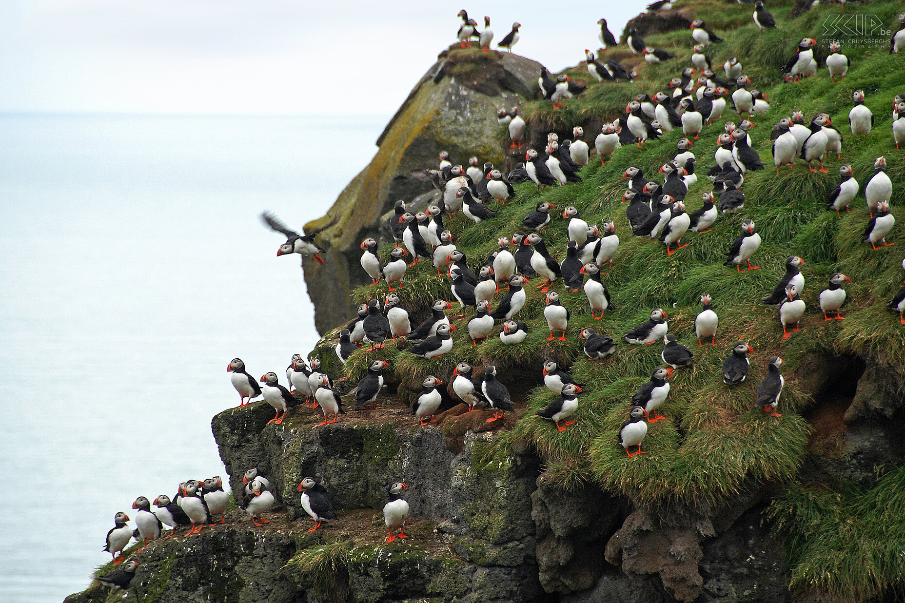 Ingólfshöfdi - Papegaaiduikers Op Ingólfshöfdi broeden er duizenden papegaaiduikers (fratercula arctica) en de meesten laten zich gemakkelijk fotograferen. Het zijn wonderlijke vogels met een kleurrijke snavel die zich voeden met kleine visjes. Stefan Cruysberghs